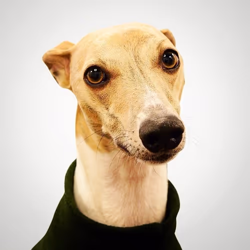 The Weirdest Whippet