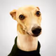 The Weirdest Whippet