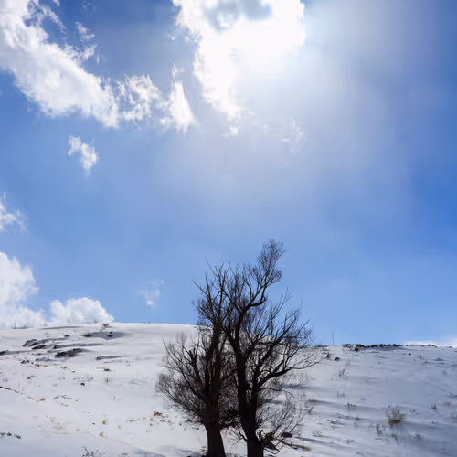 The White Legacy - old