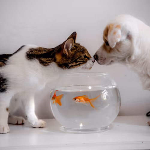 The world of my pets