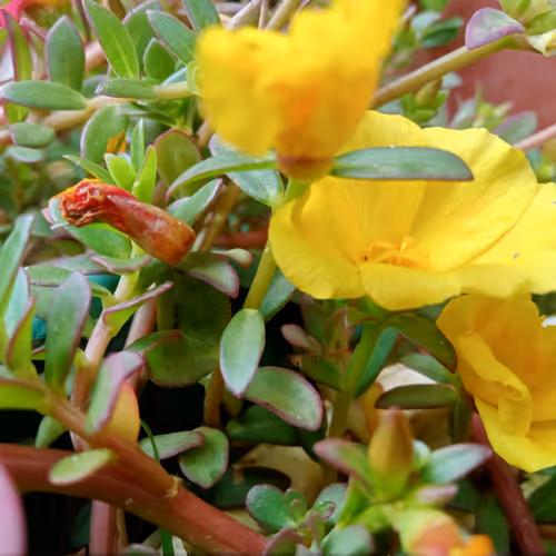 The Yellow Flower Art
