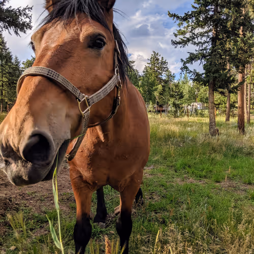 The Bay Mare - old