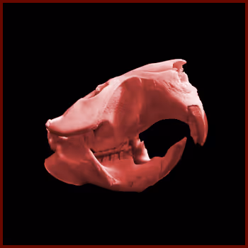 The Beaver skull