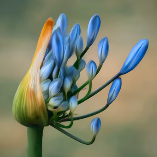 The Blooming Beauty