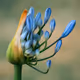 The Blooming Beauty