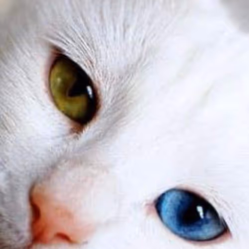 TheCat Leza