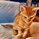 The Cat and Me