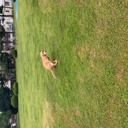 TheDogLife