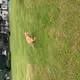 TheDogLife
