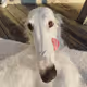 The dog with the big nose