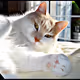 The fifty Cat Superheroes