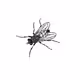 - The Fly - - old