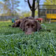 The Goodest Boy - Would Boop