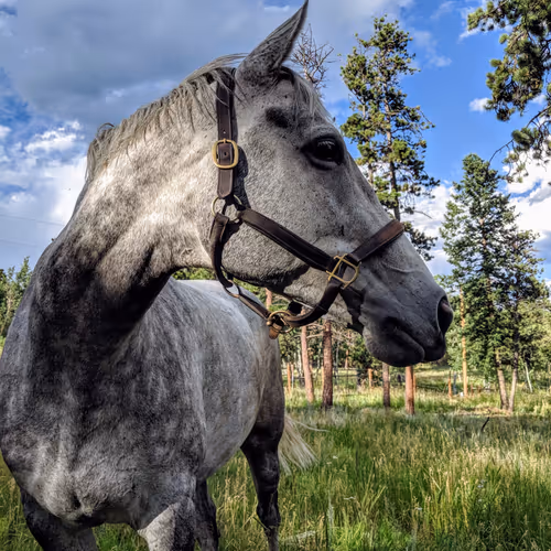The Grey Horse