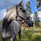 The Grey Horse