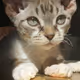 THE BESTEST CAT AND....