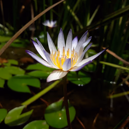 The Luck of Lotus V3