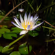 The Luck of Lotus V3