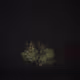 The Magic Tree