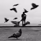 TheMonochromeSet