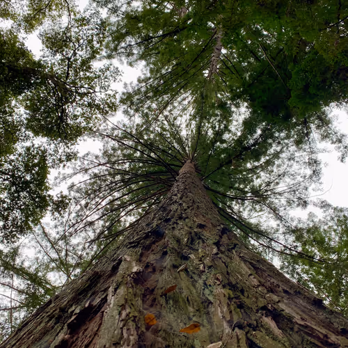 the mother collection