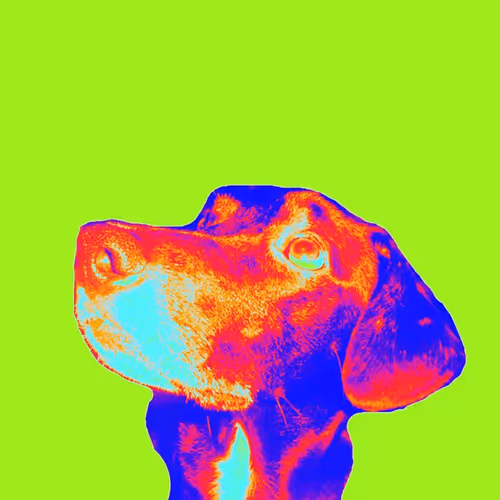The Petverse