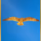 Pseagledelic Cards