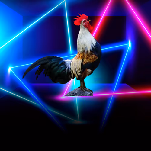 The Rooster Story