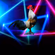 The Rooster Story