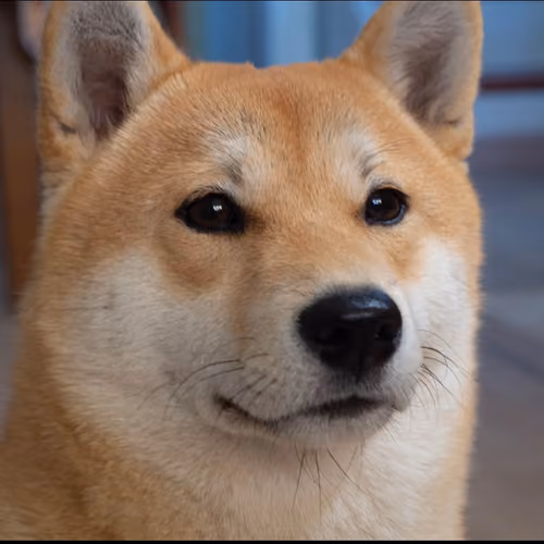 The Shiba Initiative - old