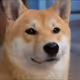 The Shiba Initiative - old