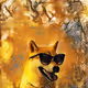 The Shiba inu collection
