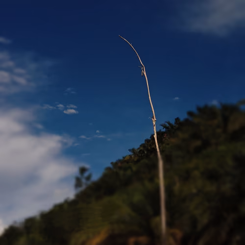 between the sky and a piece of wood nft