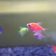 The Spender - Fish