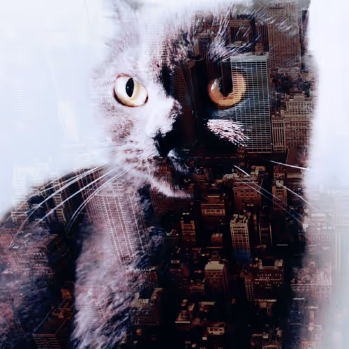 The TeacherChen's Cat