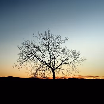The witness of serenity