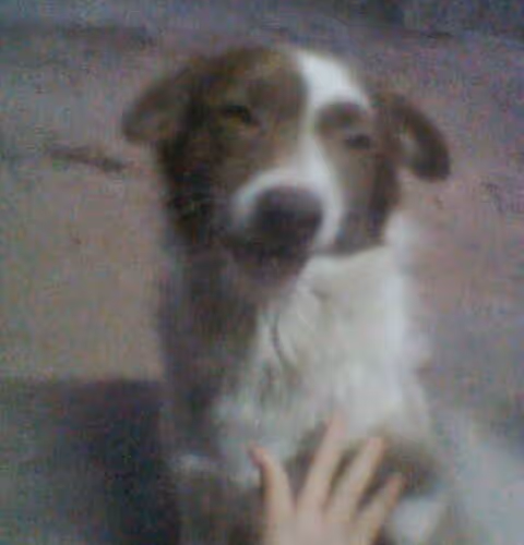 This Fanta was taken photos by Motorola - old