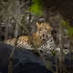 A wild wild world