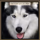 This is Not a Dog - old