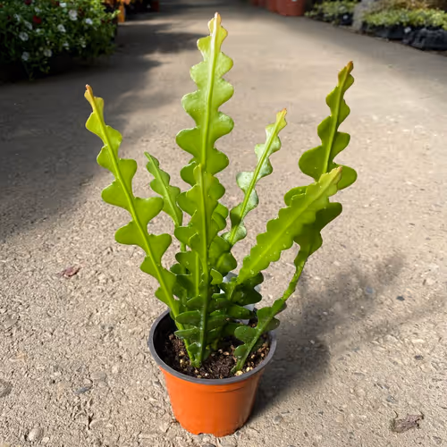 Thousand Word Pictures - old