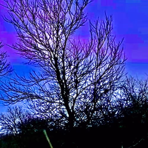 Three True Trippy Tree Trunks (Bonus +1)