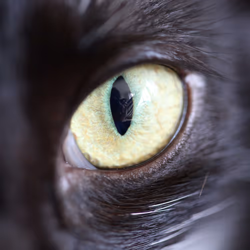 Through what my eyes see