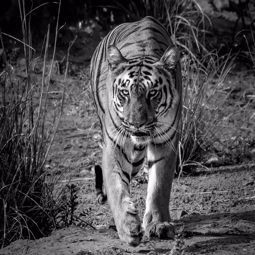Tiger in B&W