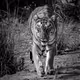 Tiger in B&W