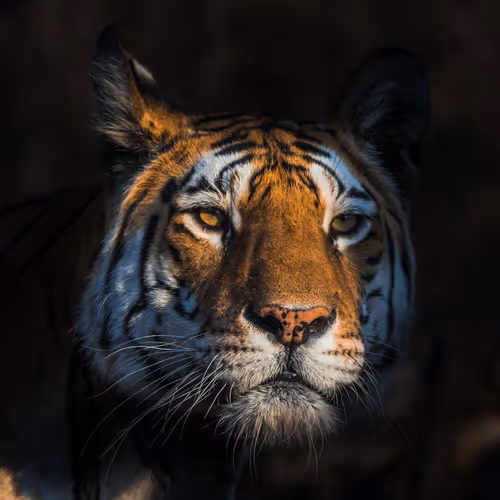 Bengal tigers of India