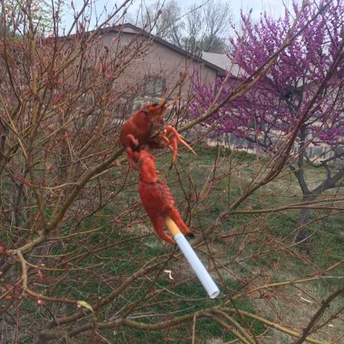 TimmyTheCrawfish