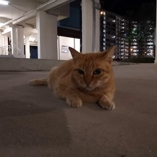 Tinder Cat