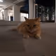 Tinder Cat