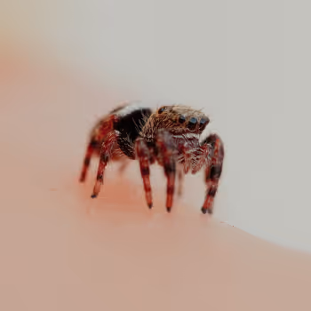 Tiny Adventures - Season 1 - old