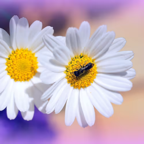 Tiny Guest